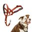 HALTI Kopfgeschirr - Verhindert, dass Ihr Hund an der Leine zieht, Einfache Anpassung, Leicht, mit gepolstertem Nasenriemen, Anti-Zug-Halsband für mittelgroße Hunde (Größe 2, Dunkelorange)