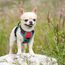 rabbitgoo Hundegeschirr Kleine Hunde, Anti Zug Geschirr mit Kontrolle, No Pull Verstellbar Hundegeschirr Grosse Hunde, Atmungsaktiv Reflexstreifen Brustgeschirr Sichere Führung Rot+Blaugrün XS