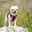 rabbitgoo Hundegeschirr Mittelgroße Hunde, Anti Zug Geschirr mit Kontrolle, No Pull Verstellbar Hundegeschirr Grosse Hunde, Atmungsaktiv Reflexstreifen Brustgeschirr Sichere，Schwarz & Rosarot，XS