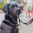HALTI Kopfgeschirr - Verhindert, dass Ihr Hund an der Leine zieht, Einfache Anpassung, Leicht, mit gepolstertem Nasenriemen, Anti-Zug-Halsband für mittelgroße Hunde (Größe 2, Walnussbraun)