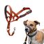 HALTI Kopfgeschirr - Verhindert, dass Ihr Hund an der Leine zieht, Einfache Anpassung, Leicht, mit gepolstertem Nasenriemen, Anti-Zug-Halsband für kleine Hunde (Größe 1, Dunkelorange)