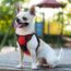rabbitgoo Hundegeschirr Kleine Hunde, Anti Zug Geschirr mit Kontrolle, No Pull Verstellbar Hundegeschirr Grosse Hunde, Atmungsaktiv Reflexstreifen Brustgeschirr Sichere Führung Rot XS
