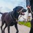 HALTI Kopfgeschirr - Verhindert, dass Ihr Hund an der Leine zieht, Einfache Anpassung, Leicht, mit gepolstertem Nasenriemen, Anti-Zug-Halsband für kleine Hunde (Größe 1, Wüstensand)