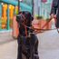 HALTI Kopfgeschirr - Verhindert, dass Ihr Hund an der Leine zieht, Einfache Anpassung, Leicht, mit gepolstertem Nasenriemen, Anti-Zug-Halsband für große Hunde (Größe 4, Dunkelorange)
