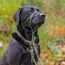 HALTI Kopfgeschirr - Verhindert, dass Ihr Hund an der Leine zieht, Einfache Anpassung, Leicht, mit gepolstertem Nasenriemen, Anti-Zug-Halsband für mittelgroße Hunde (Größe 2, Waldgrün)