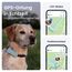 Tractive GPS Tracker Hund | 2025 Edition | Live-Ortung | Weglaufalarm | Aktivitätstracking | Gesundheitswarnungen | Bellverhalten | Empfohlen von Martin Rütter (Mint)
