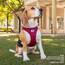 Curli Vest Harness Clasp Air-Mesh Fuchsia 3XS