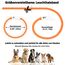Nepfaivy Leuchthalsband Hund USB Aufladbar - Wasserdichtes Hundehalsband Leuchtend mit Verstellbarer Länge, LED Halsband für Hunde mit 3 Beleuchtungsmodi für Sicherheit, Orange