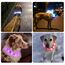 Nepfaivy Leuchthalsband Hund USB Aufladbar - Wasserdichtes Hundehalsband Leuchtend mit Verstellbarer Länge, LED Halsband für Hunde mit 3 Beleuchtungsmodi für Sicherheit, Weiß