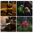Nepfaivy Leuchthalsband Hund USB Aufladbar - Wasserdichtes Hundehalsband Leuchtend mit Verstellbarer Länge, LED Halsband für Hunde mit 3 Beleuchtungsmodi für Sicherheit, Rot