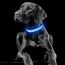 YFbrite Leuchtendes Hundehalsband, wiederaufladbares LED-Hundehalsbands, blinkendes verstellbares reflektierendes Hundehalsbands, Sicherheit leuchtet bei Nacht (Blau, M)