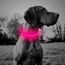 YFbrite Leuchtendes Hundehalsband, wiederaufladbares LED-Hundehalsband, verstellbares reflektierendes Hundehalsbands, Sicherheit leuchtet bei Nacht (Rosa, L)