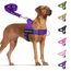 Eyein Hundegeschirr mit Leine für große mittelgroße Hunde, Weich gepolsterter Brustgeschirr mit 2 Leinenclips, Reflektierend & Leichtgewicht Anti Zug Geschirr für Spaziergänge Training, Lila, L
