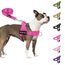 Eyein Hundegeschirr mit Leine für große mittelgroße Hunde, Weich gepolsterter Brustgeschirr mit 2 Leinenclips, Reflektierend & Leichtgewicht Anti Zug Geschirr für Spaziergänge Training, Magenta, M