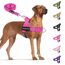 Eyein Hundegeschirr mit Leine für große mittelgroße Hunde, Weich gepolsterter Brustgeschirr mit 2 Leinenclips, Reflektierend & Leichtgewicht Anti Zug Geschirr für Spaziergänge Training, Magenta, L
