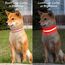 Visinite Leuchtendes LED-Hundehalsband, Wiederaufladbar, Wasserdicht, Reflektierend, Vollständig Verstellbar, Blinkend, für Mittelgroße und Große Hunde, Rot, Größe M
