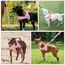 Eyein Hundegeschirr mit Leine für große mittelgroße Hunde, Weich gepolsterter Brustgeschirr mit 2 Leinenclips, Reflektierend & Leichtgewicht Anti Zug Geschirr für Spaziergänge Training, Rosa, L