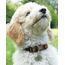 WIENS3D Hundemarke mit Gravur - Personalisiert mit Name - 23mm / 30mm Namensschild für Halsband - Dog Tag - Anhänger Marke für Hunde - mit Symbolauswahl - Tiermarke für Hunde, Katzen & Welpen (30 mm)