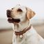 Hundemarke mit Gravur - Personalisiert - Edelstahl - ⌀30mm - Gold - Namensschild für Halsband - Dog Tag - Anhänger Marke für Hunde - mit Symbolauswahl - Tiermarke für Hunde, Katzen, Welpen, Pferde
