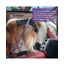 AUBELL Anschnallgurt Hund Auto,Einstellbar Haustier Auto sicherheitsgurt für Hunde, Bungee Hunde Anschnallgurt Geschirr Tether mit Clip Haken-Verschluss & Schnalle, Swivel Karabiner,Lila