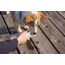 PETKIT EVERSWEET Tragbare Trinkflasche für Hund, Haustiere,BPA frei, Wasserschüssel,400ml,Grau