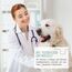 ReaVET Spezial Augentropfen für Hunde und Katzen 20 ml – bei gereizten Augen und Tränenflecken, Augenpflege mit kolloidalem Silber
