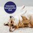 Canosept Mikro Silberspray für Hunde 75ml - Silberspray Hund gegen Juckreiz Hunde - Wundspray Hund - Schmerzfrei für den Welpen - ohne Aluminium & kolloidales Silber - spendet Feuchtigkeit