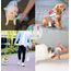 COTOP Tragbare Trinkflasche Hunde für Unterwegs, Hundetrinkflasche 550ml to go, Plastik Wasserflasche Hund mit Futterflasche, Reise Trinknapf für Klein Welpe