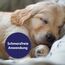 Canosept Wundspray für Hunde 75ml - Zur Reinigung und Pflege von Wundbereichen - Optimale Wundversorgung - Stressfreie Anwendung - Von Tierärzten empfohlen
