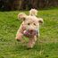 Toozey Hundespielzeug Kleine Hunde - 7 Stück Welpenspielzeug - Langlebiges Kauspielzeug und Quietschspielzeug Intelligenz - Naturbaumwolle und Ungiftig