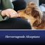 Canosept Gelenktabletten Hund - Einzigartige Rezeptur: Mit Grünlippmuschel, Glucosamin, Kollagen - Hervorragende Akzeptanz - 20 Tabletten
