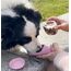 Trinkflasche für Hunde, Wasserspender, Pet, Antibakteriell, für Hundefutter, Reisebecher, Trinkflaschen-Napf, zum Trinken im Freien, Tasse+Hundefutter, 550 ml