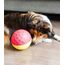 Outward Hound Nina Ottosson Hundespielzeug Intelligenz - Stufe 1 Anfänger - Leckerli-Spender, Beschäftigung & Intelligenzspielzeug für Hunde & Welpen, bei Langeweile & mentaler Stimulation