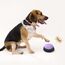 Buzzer mit Aufnahmefunktion, Buzzer mit Aufnahmefunktion, Intelligenzspielzeug für Hunde, Haustier Talking Training Antwort Buzzer, 30 Sekunden Aufnahme &Wiedergabe, 4 Stück