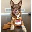 CHEWFFON Hundespielzeug Puzzle, Interaktives Hundespielzeug, Hundebereicherungsspielzeug Gegen Langeweile und zur Stimulierung, Versteck- und Schnüffel-Knisternspielzeug