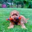 Chuckit! - Ultra Fetch Stick - 28 cm - 1 Stück