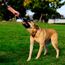 Chuckit! CH231301 Ultra Tug Large