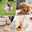 Toozey Hundespielzeug Kleine Hunde, 8 Stück Welpenspielzeug, Intelligenz Kauspielzeug und Quietschendes Langlebiges Hundeseil, Natürlicher Baumwolle & Ungiftig, Lindern Sie Stress und Langeweile