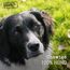 Chewies Kauknochen Hunde-Spielzeug aus Olivenholz für Hunde - 100 % natürliches Hundezubehör risikoarm & langlebig - Größe XS: Für Hunde bis 5 kg Körpergewicht