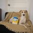 CHEWFFON Hundespielzeug, Interaktives Mayonnaise Jar Puzzle, Schnüffelspielzeug zur geistigen Stimulation, Verstecken Knistern Spielzeug für alle Hundegrößen