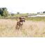 Trixie 32192 Dog Activity Preydummy 7 x 18 cm