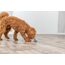 TRIXIE Snackball - robustes Hundespielzeug aus Gummi für langen Spielspaß - ø 6 cm grün, Leckerliball für Zwischendurch - 34940