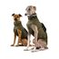 ZAUBERPFOTE® Hunderegenmantel London I Mit extra langem YKK® Reißverschluss für Halsband & Geschirr I Für kleine, mittlere & große Hunde I Wasserdicht & Maschinenwaschbar I Regenmantel für Hunde (45)