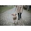HUNTER Hundepullover MALMÖ, Farbe: beige, klassisches Zopfstrick-Muster, wärmend & bequem, elastisch für optimalen Sitz, reflektierend für mehr Sichtbarkeit, waschbar bei 30°C, Größe: 25