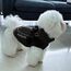 PcEoTllar Wasserdichter Hundemantel für kleine Hunde, warme reflektierende Jacke mit Geschirr für den Winter, Ski-Kostüm, Baumwolle, Hundepullover