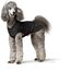 Hunter Hunde-Regenmantel Milford, Farbe: schwarz, ergonomische Passform für optimalen Schutz, individuell verstellbar, Reißverschluss für Geschirrträger, pflegeleicht & waschbar bei 30 °C, Größe: 25