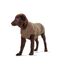 HUNTER Hundepullover MALMÖ, Farbe: beige, klassisches Zopfstrick-Muster, wärmend & bequem, elastisch für optimalen Sitz, reflektierend für mehr Sichtbarkeit, waschbar bei 30°C, Größe: 45