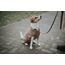 HUNTER Hundepullover MALMÖ, Farbe: beige, klassisches Zopfstrick-Muster, wärmend & bequem, elastisch für optimalen Sitz, reflektierend für mehr Sichtbarkeit, waschbar bei 30°C, Größe: 50