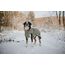 Hunter Hundemantel Uppsala, Farbe: Khaki, 2in1 Design mit herausknüpfbarem Innenfutter, wasserabweisend, reflektierende Paspeln, geschlossene Bauchseite, optimaler Sitz, Größe: 75
