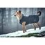 HUNTER Hundemantel UPPSALA 70, Farbe: schwarz, 2in1 Design mit herausknüpfbarem Innenfutter, wasserabweisend, reflektierende Paspeln, geschlossene Bauchseite, optimaler Sitz, Größe: 70